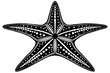 starfish silhouette vector illustration