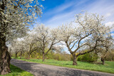 Fototapeta  - Spring landscape with blooming cherry trees on the roadside and a road in the foreground