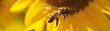 Bee landing on sunflower macro shot