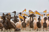Fototapeta Uliczki - Pink pelicans with chicks on the shore of Lake Manich-Gudilo in Kalmykia, Russia