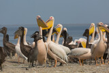 Fototapeta Uliczki - Pink pelicans with chicks on the shore of Lake Manich-Gudilo in Kalmykia, Russia
