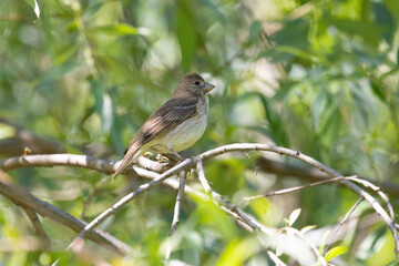 Sticker - Female Common rosefinch sitting on a tree branch among foliage