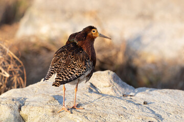 Wall Mural - Male Ruff (bird) in breeding plumage stands on the shore of the lake