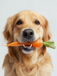 Dog holding carrot in his teeth