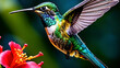 hummingbird, bird, wildlife, nature, fly, flower, colibri, action, life, fauna, blue, garden, green, color, trinidad, nectar, american, animal, flight, flora, yellow, mango, feed, tobago, wild, native