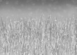 水墨画風水彩で描いた雨に煙る稲の風景モノトーンイラスト【手描き】