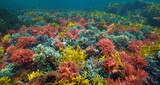 Fototapeta Do akwarium - Colorful seaweed in the Atlantic ocean, natural underwater scene (Asparagopsis armata, Bifurcaria bifurcata and Cystoseira baccata algae), Spain, Galicia, Rias Baixas
