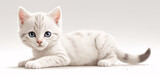 Fototapeta  - Adorable and cute fluffy white cat playing on a white background