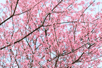 Wall Mural - Phaya suae flower or sakura flower in Thailand