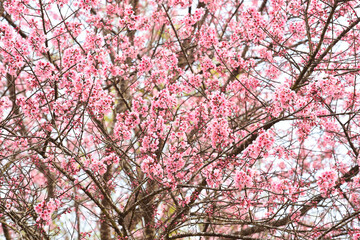 Wall Mural - Phaya suae flower or sakura flower in Thailand