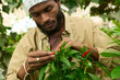 © Westend61 - Farmer picking chili peppers in greenhouse