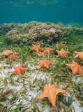 Fototapeta  - Several sea stars Oreaster reticulatus underwater in the Caribbean sea, natural scene, Central America, Panama, Bocas del Toro