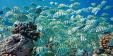 Fototapeta  - Shoal of fish convict surgeonfish on a reef underwater in the Pacific ocean, natural scene, French Polynesia