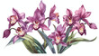 Vector illustration of cymbidium orchid