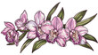 Vector illustration of cymbidium orchid