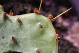 Fototapeta Na sufit - kaktus opuncja macrorhiza opuntia