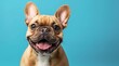 © Sabina Gahramanova - Happy smiling cute French bulldog on blue background with copy space, close up portrait of dog in studio. Banner for pet shop or animal care concept