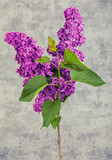 Fototapeta  - lilac flowers on grunge background, retro toned image