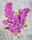 Fototapeta Pomosty - lilac flowers on grunge background, retro toned image