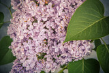 Fototapeta Do akwarium - lilac flowers on grunge background, retro toned image