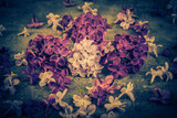 Fototapeta Do akwarium - purple lilac flowers close-up, selective focus, vintage effect