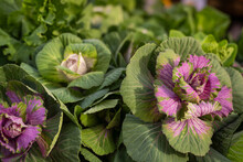 Decorative Cabbage (Brassica Oleracea Var. Acephala). A Purple Head Of Ornamental Kale. Purple, Pink And Green Curly Cabbage. 