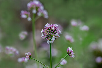 Sticker - Valeriana officinalis ; Turkish name valerian