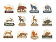 Animal labels. Badges with illustrations of different wild animals recent vector templates