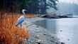 great heron ardea cinerea  high definition(hd) photographic creative image