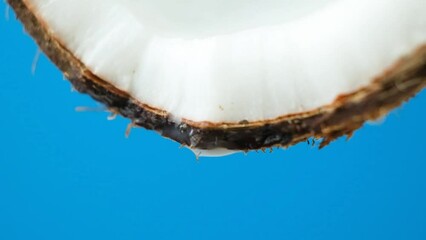 Wall Mural - Coconut water juice dripping from half of a coconut on blue background slow motion.