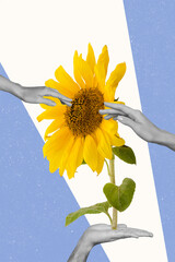 Sticker - Vertical photo collage of hands hold plant sunflower blossom bud yellow petal shopping summer holiday isolated on painted background