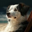 AI generated illustration of an adorable black and white Australian Shepherd puppy