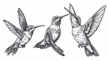 Hand-drawn Black And White Ink Illustration Of A Hummingbird On A Tropical Background.