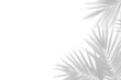 © id512 - tropical leaves shadow overlay effect transparent background,  palm leaf shadows 3d rendering png file