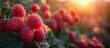 Ripe juicy raspberries in the garden close up. Healthy food, sweet dessert. Red berries. Sun light on background.