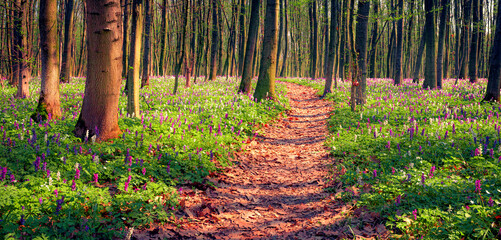 Poster - First spring flowers blooming in the forest. Panoramic morning view of woodland glade in April with Corydalis cava flowers and trekking path. Beautiful floral background.