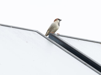 Sperling, Spatz, Vogel, klein, fliegen