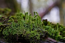 Green Cladonia Fimbriata Fungus Grown On A Mossy Tree Trunk On The Blurred Background