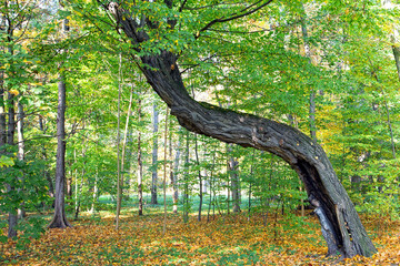 tree in the forest