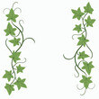 Floral ivy drawing decorative ornament flat design.
