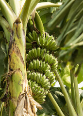 Wall Mural - green bananas on a palm tree.