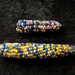 Top-view closeup of two multicolored corns in different sizes on a wooden surface