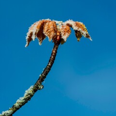 Closeup shot of frozen chestnut leaves against a blue sky