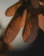 Vertical shot of the sycamore seeds with a blurred background