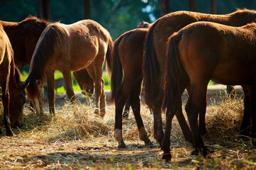 Wall Mural - tail of brown horse standing in ranch farm