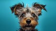 AI-generated Yorkshire Terrier standing against a blue background