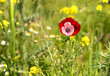 pink and red poppy contrasted back to back