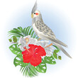 Cockatiel Cinnamon cute tropical bird funny  parrot Nymphicus hollandicus
and white and red hibiscus watercolor style on a white background vintage vector illustration editable hand draw