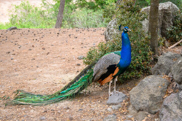 Peacock in Plaka Forest, located in the Plaka Region of Kos Island. Greece