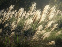 A Field Of Tall Grasses With The Sun Shining On Them. The Grass Is Dry And Brown, And The Sun Is Casting A Warm Glow On The Scene